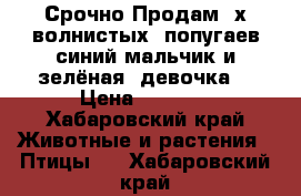 Срочно Продам 2х волнистых  попугаев синий мальчик и зелёная  девочка  › Цена ­ 1 000 - Хабаровский край Животные и растения » Птицы   . Хабаровский край